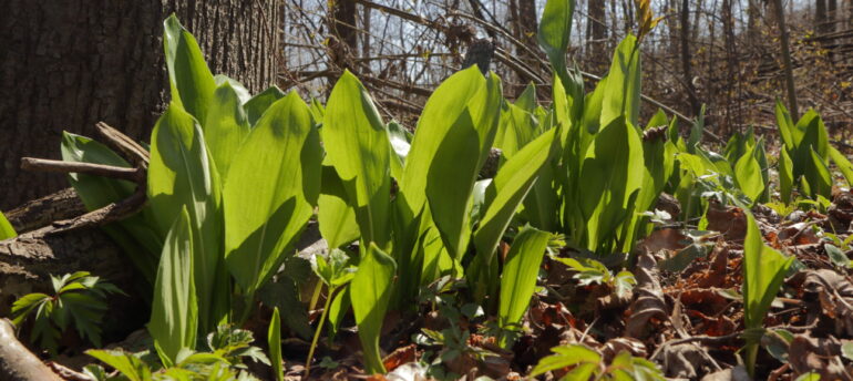 Lamm & Bärlauch ab Mittwoch, 18. März